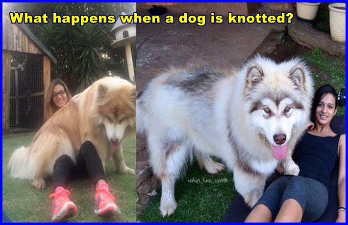 What happens when a dog is knotted?