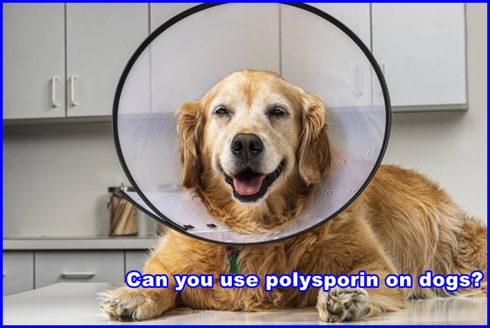 Can you use polysporin on dogs?